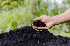 Traditional Organic Rice Cultivation